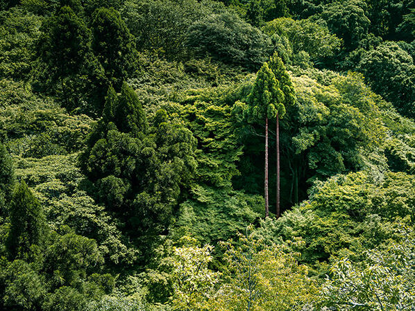 Ein Wald mit verschiedenen Bäumen. Parador achtet auf den Umgang mit der Natur.